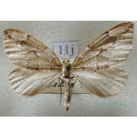 Thera juniperata (Linnaeus, 1758) Paśnik juniperata Czech11j